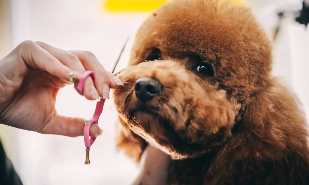Dog-Grooming-Care-Training