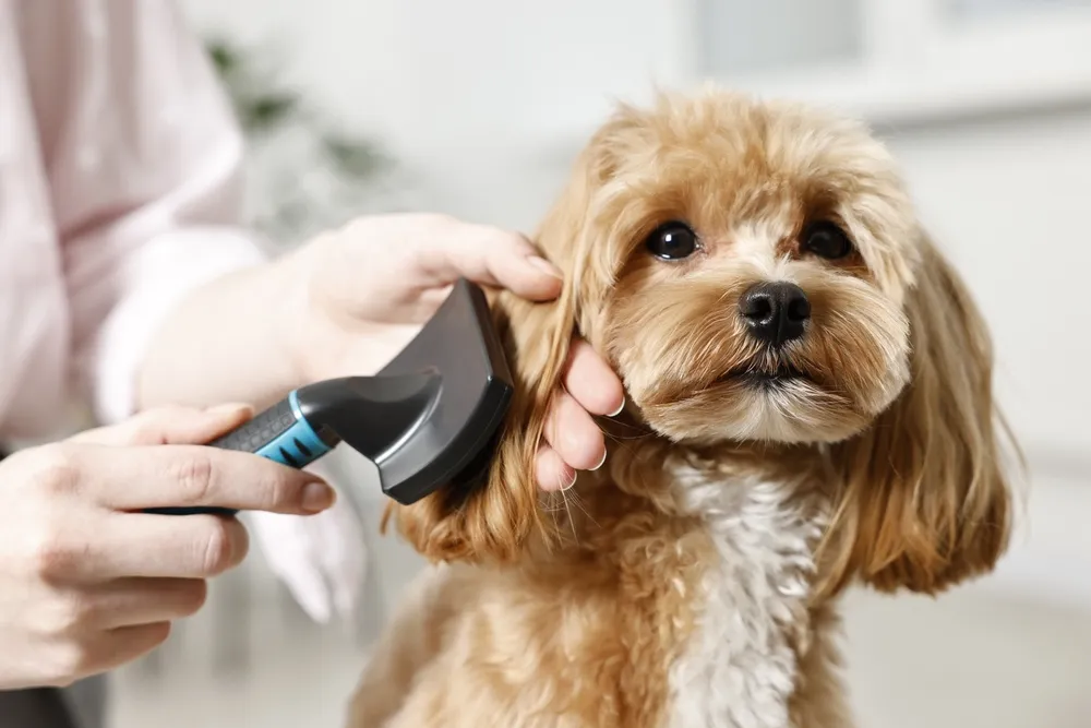 Dog-grooming-guide