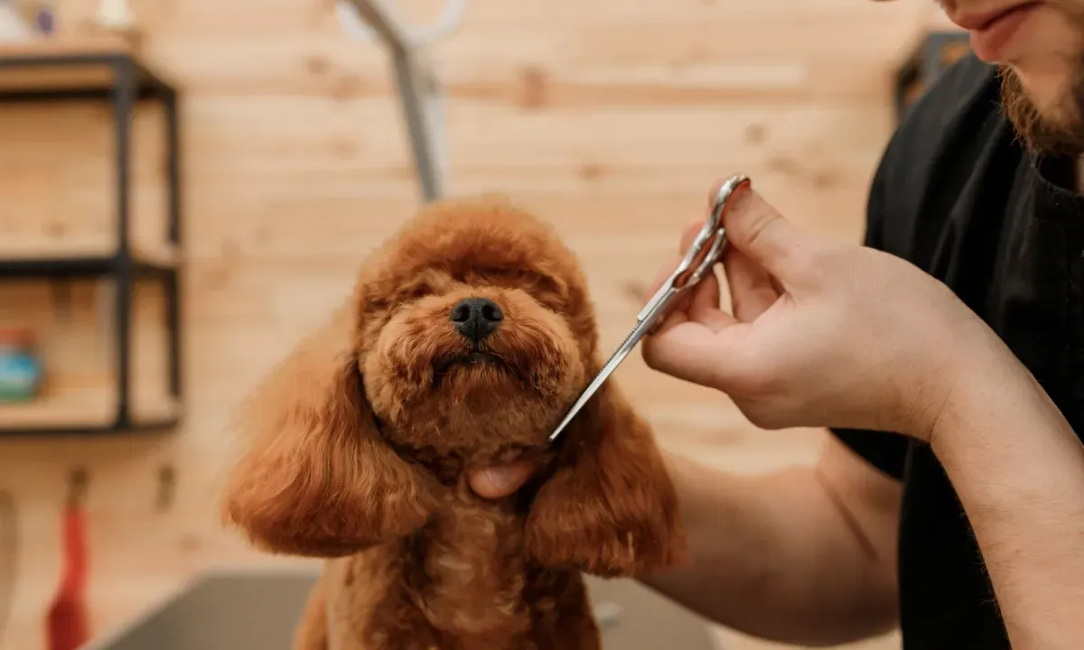 Woof-Gang-retail-pet-care