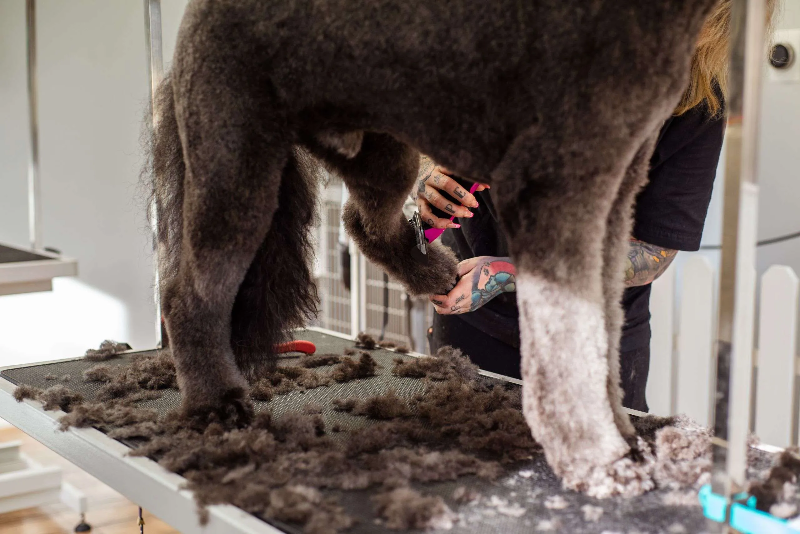 a-professional-groomer-trimming-a-large-dogs-fur-indoors-showcasing-grooming-tools.-19145894-scaled