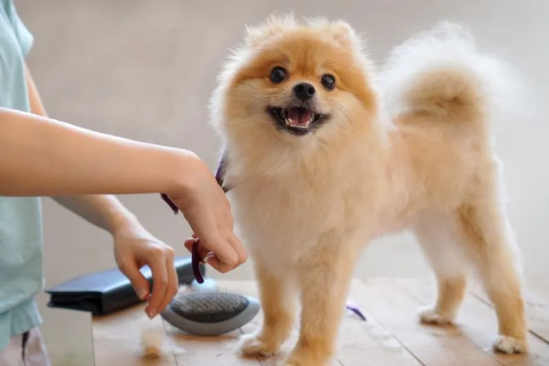 Mobile Dog Grooming services