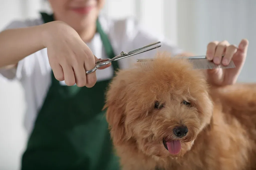 groomer-brushing-cutting-dogs-coat_1024x1024