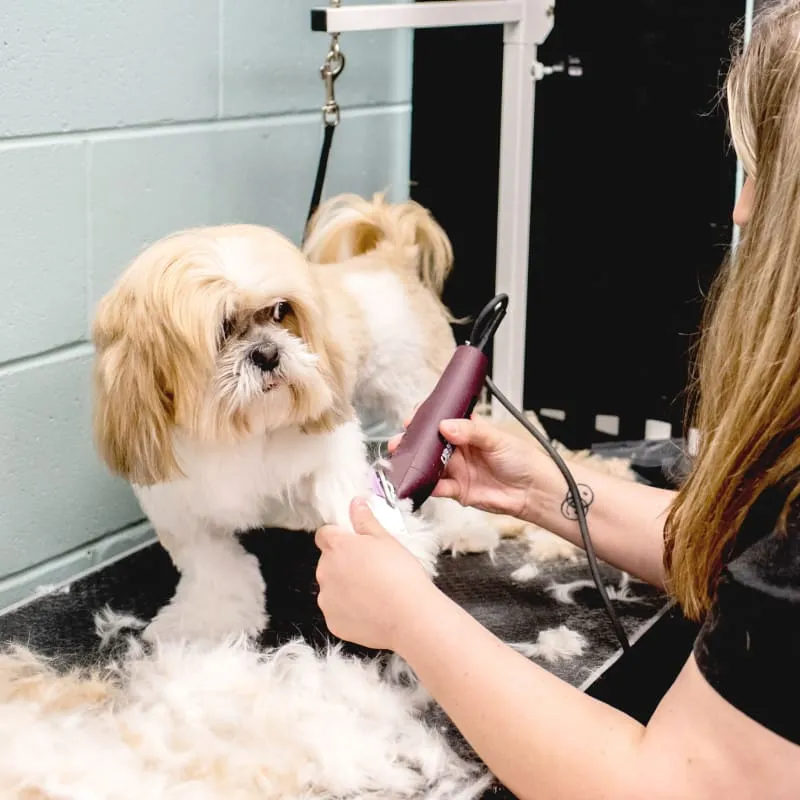 Dog Grooming services