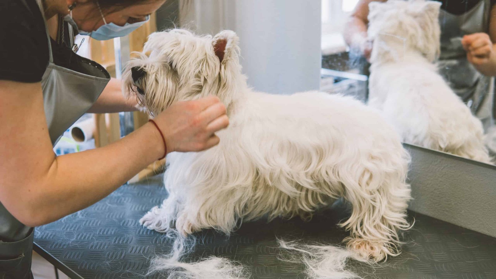 Care,Hair,The,West,Highland,White,Terrier.,Shallow,Focus